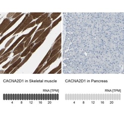 CACNA2D1 Antibody, Novus Biologicals 25 &mu;L; Unlabeled:Antibodies, Polyclonal